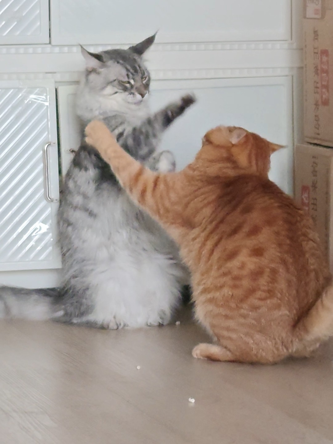 个子高打架就是厉害