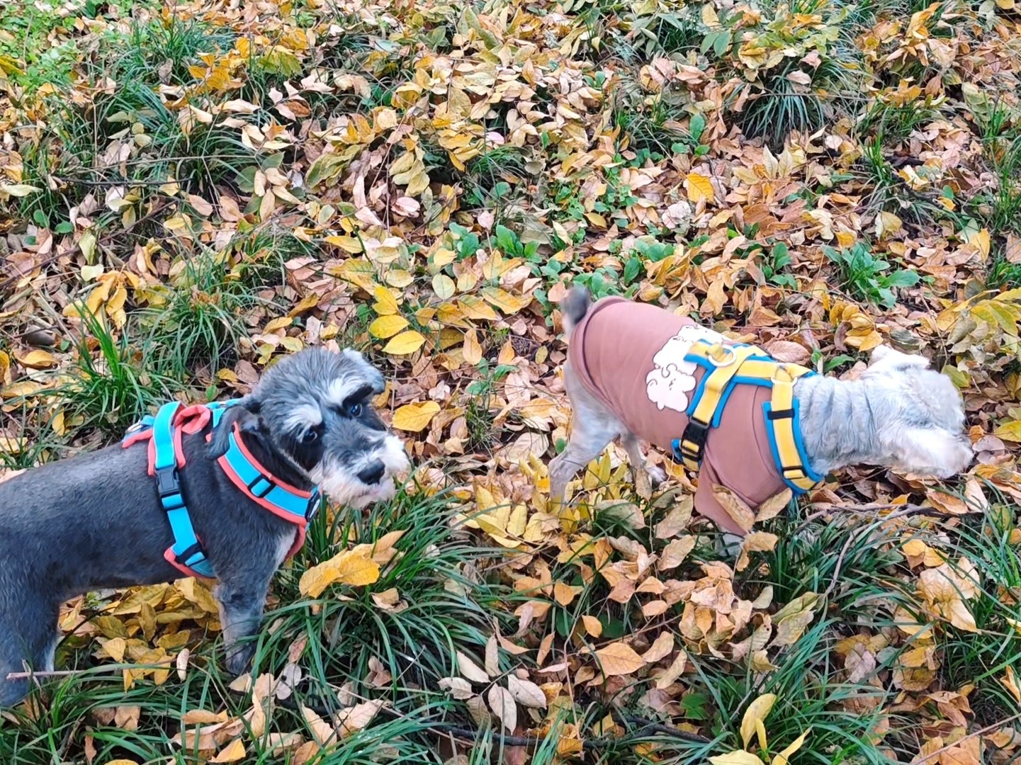 打架了打架了，俩小狗终于打架了