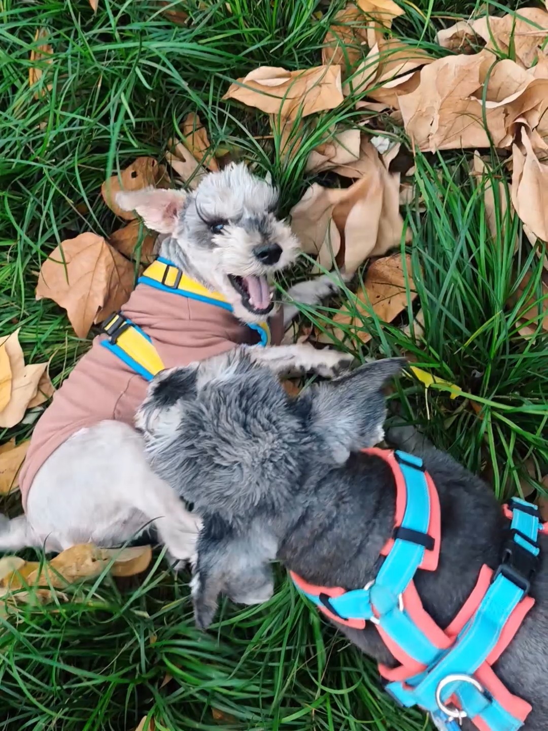 糟糕呀，打架怎么就是翻不过来爬不起来呢…