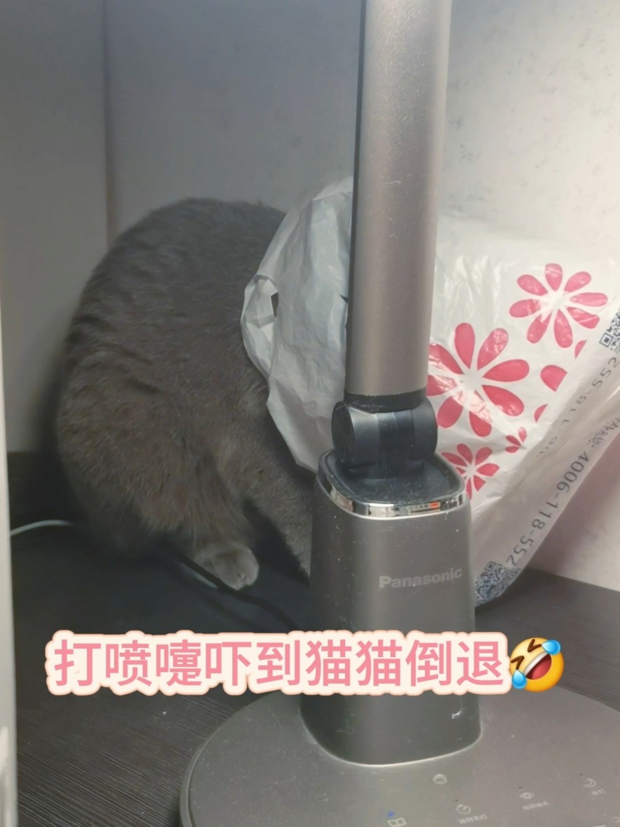 震惊！人类一声喷嚏，竟让猫咪当场表演退退退