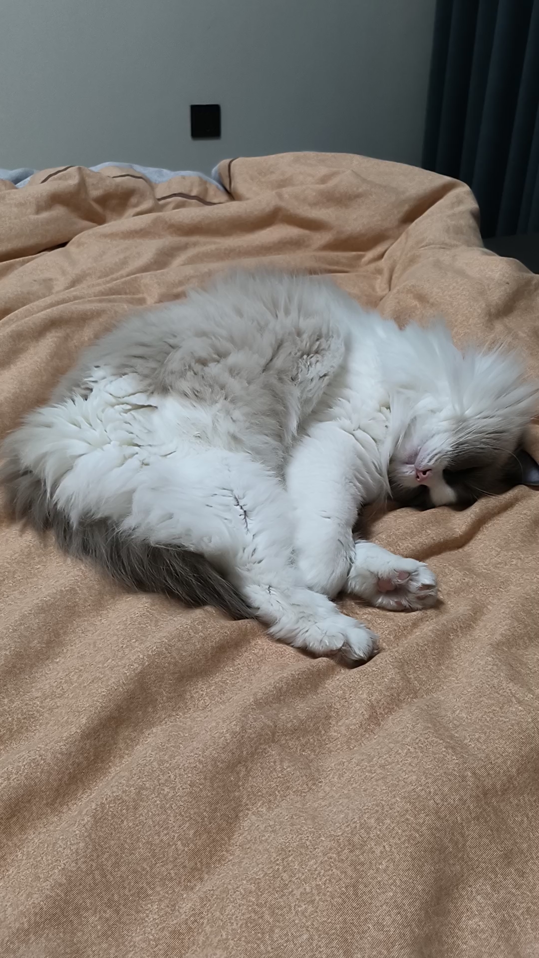 睡的像小猪一样～