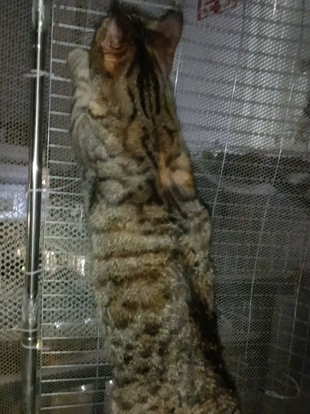 抓不到虫子一直在撒娇27-2