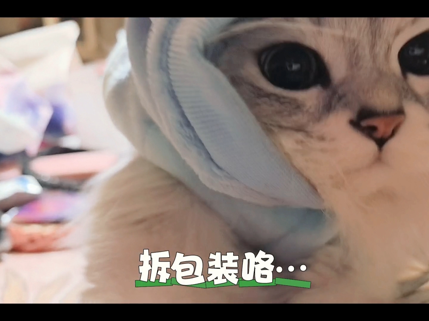 被封印后靠语音启动的小猫咪😂