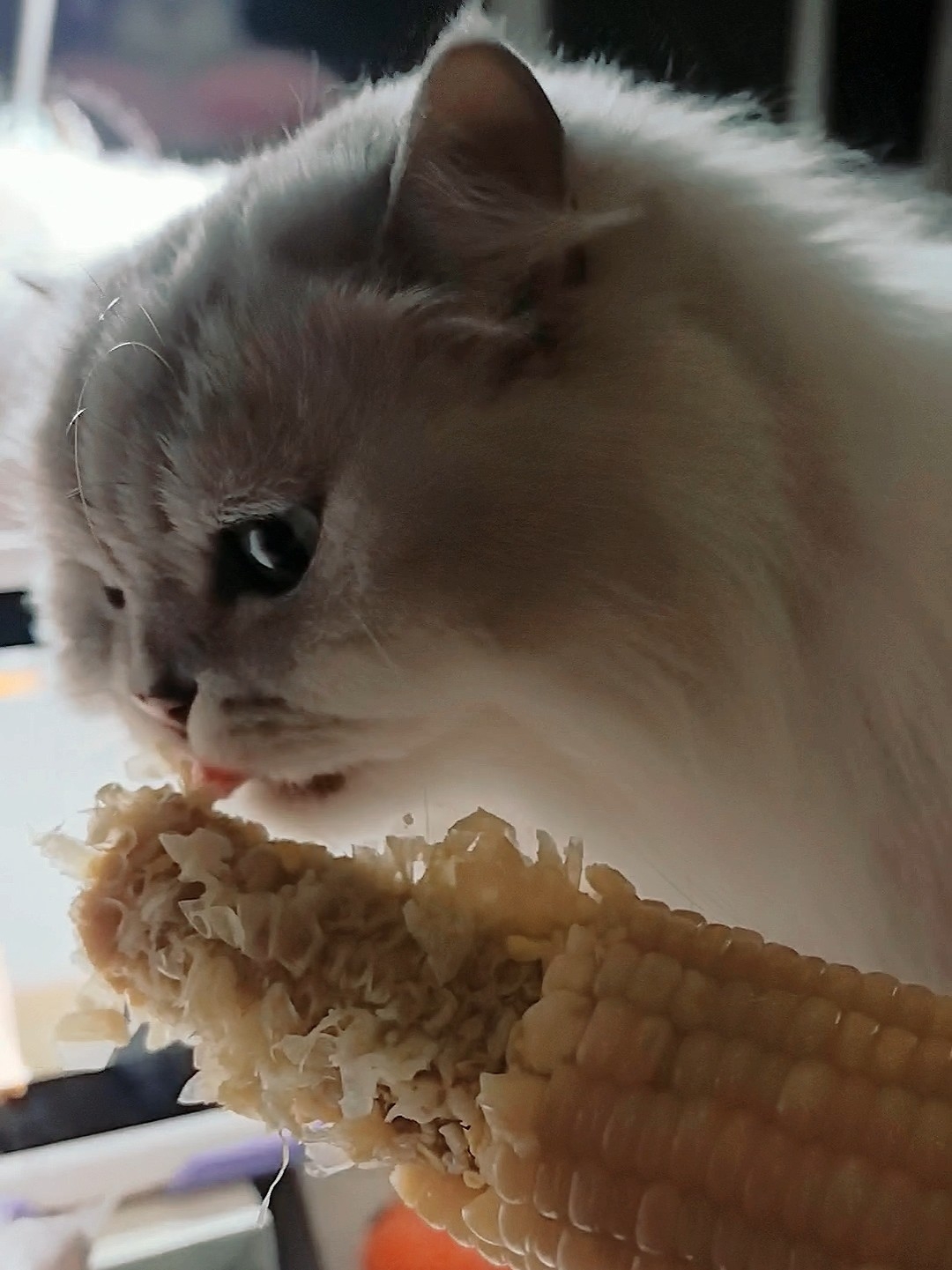 爱啃玉米🌽的小茂密