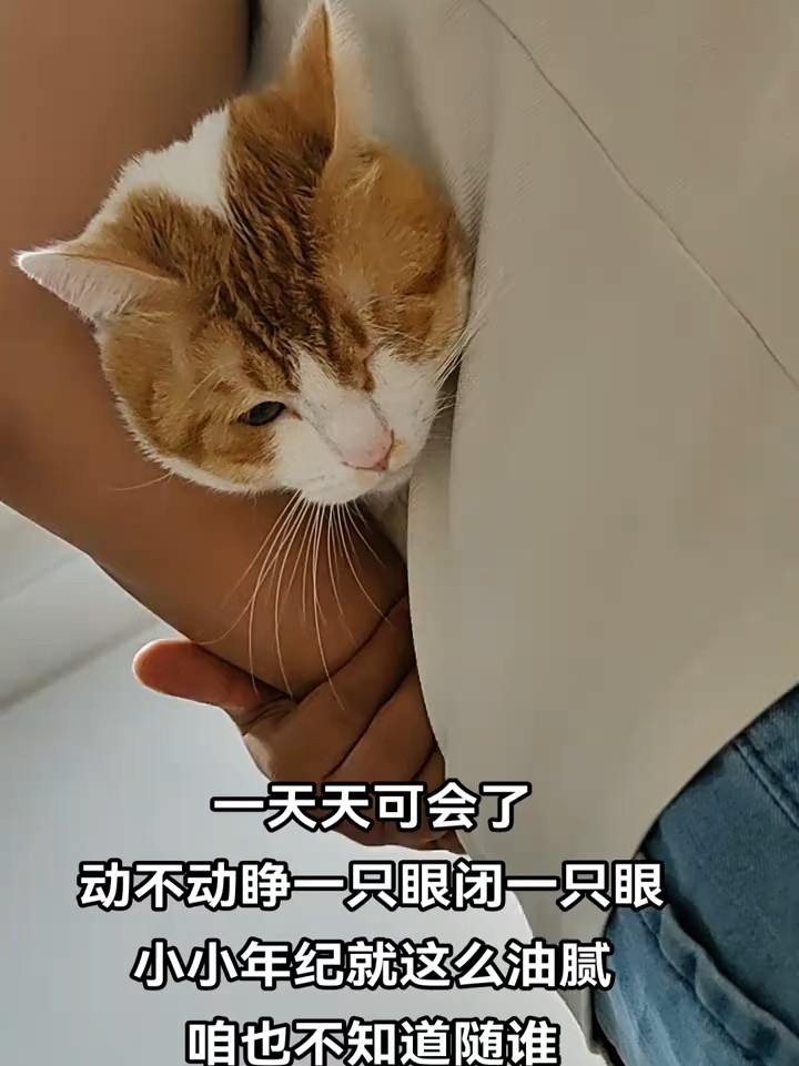 不知道随谁，这么油腻的小猫咪