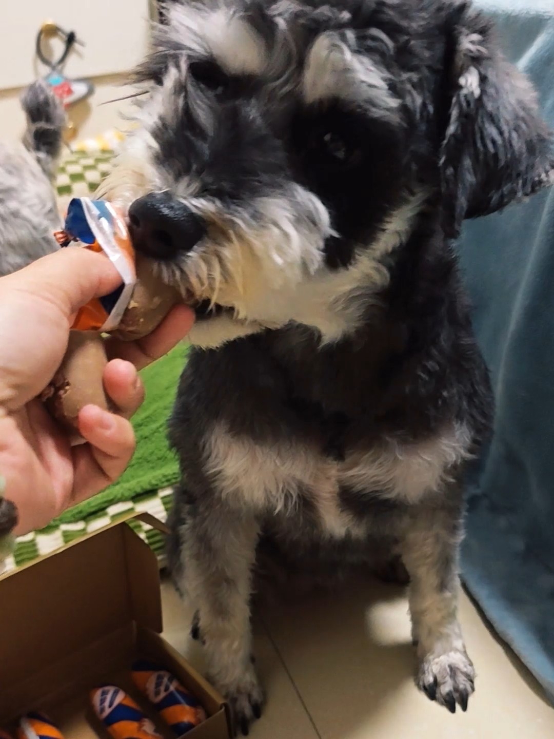 小狗疯抢的三文鱼肠！出门揣着就走