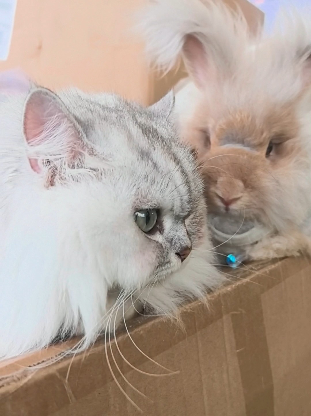 猫猫我呀，又来参加公益活动当志愿者啦✌️