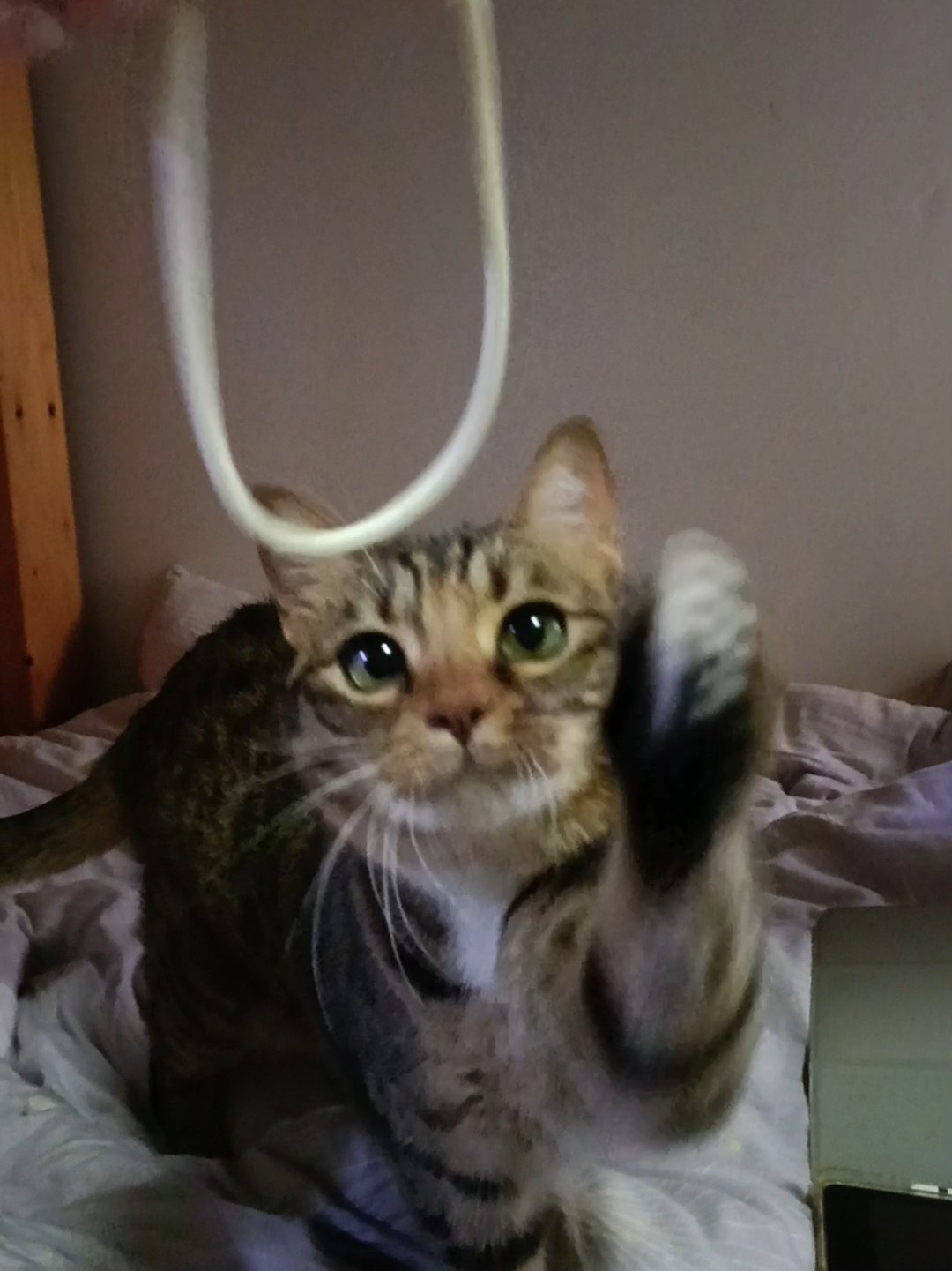 喜欢玩绳子的小猫19