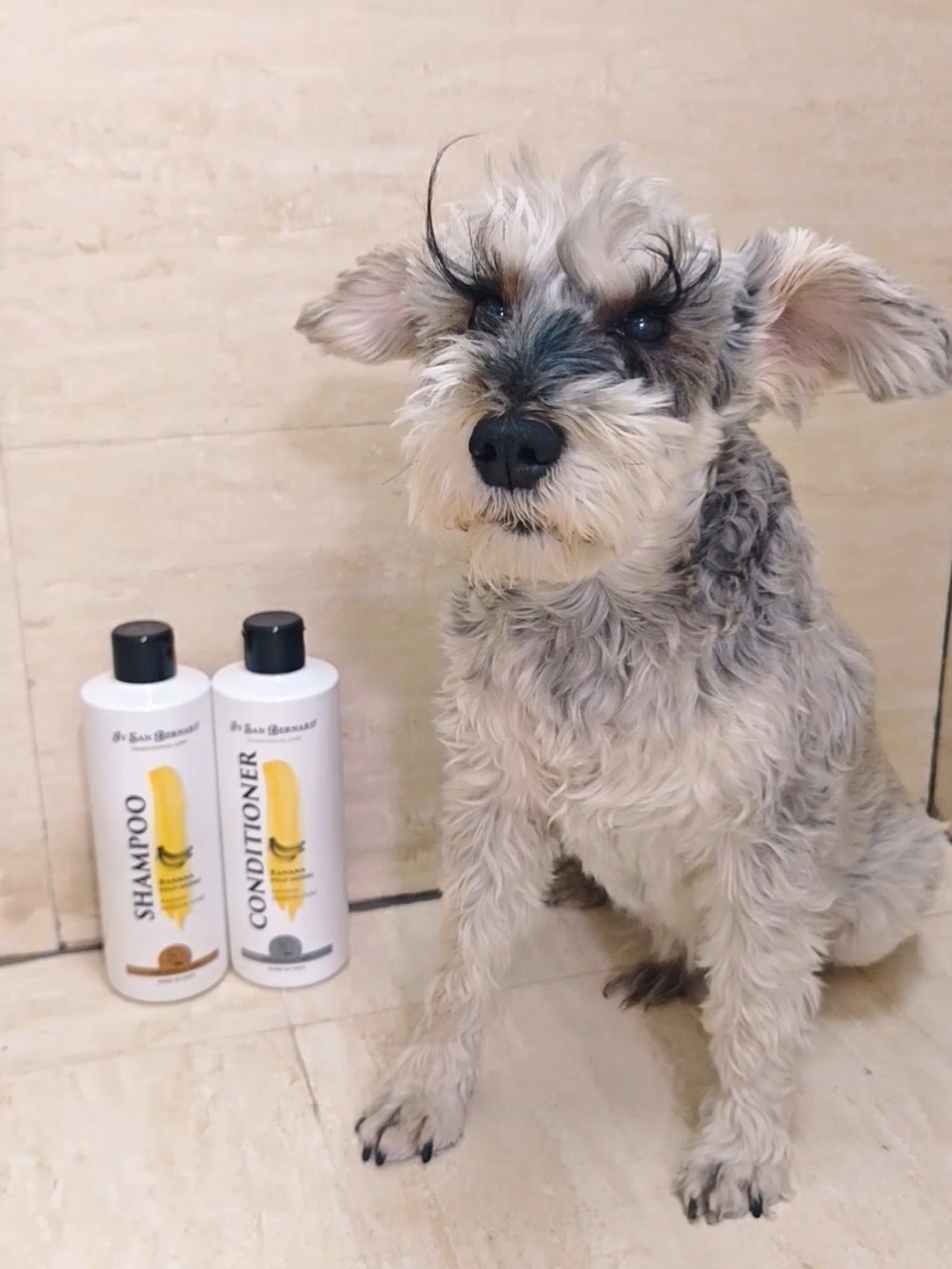 伊珊娜香蕉洗护yyds✨雪纳瑞长毛护理绝了