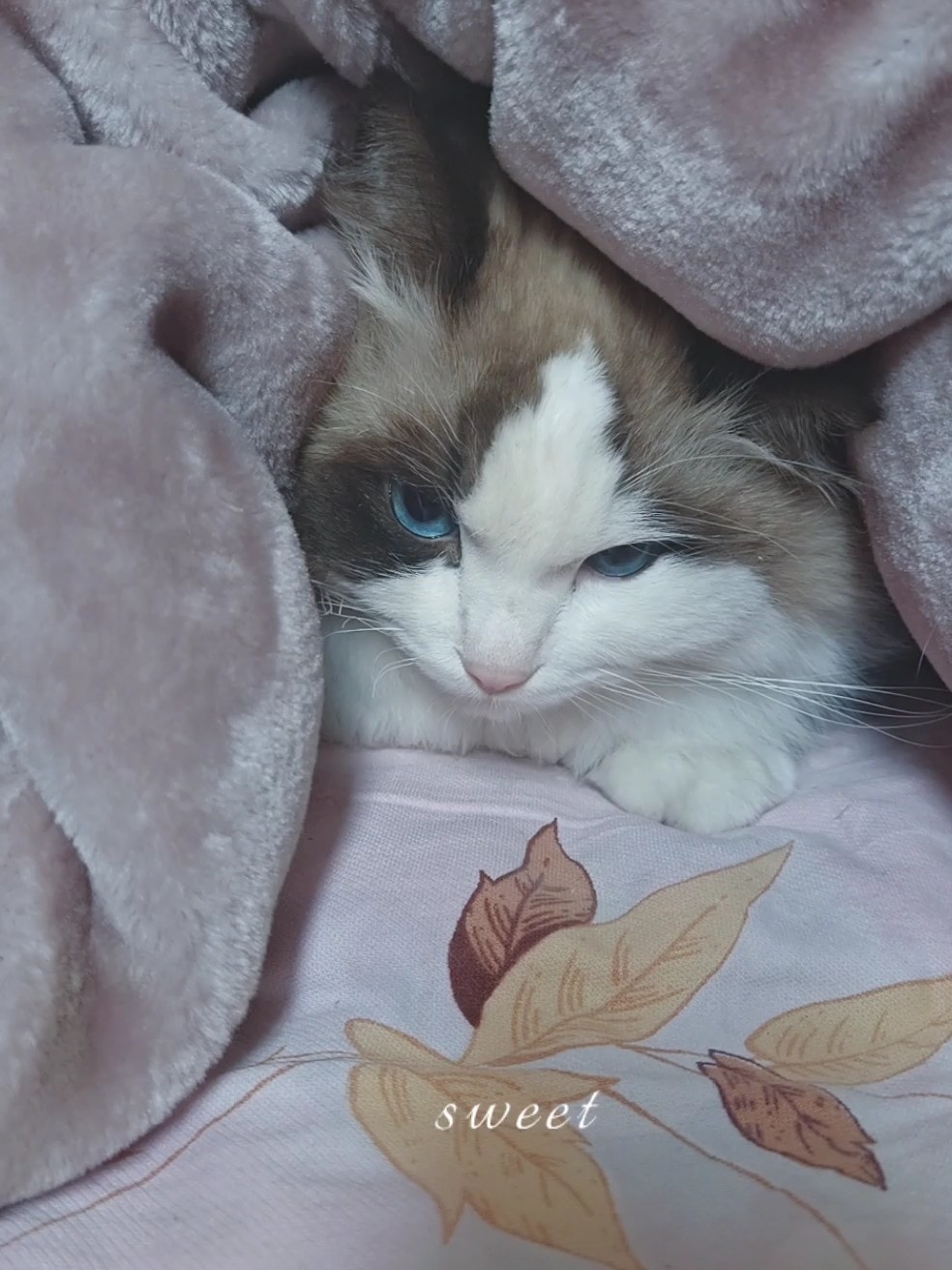 我们家可爱的社恐猫