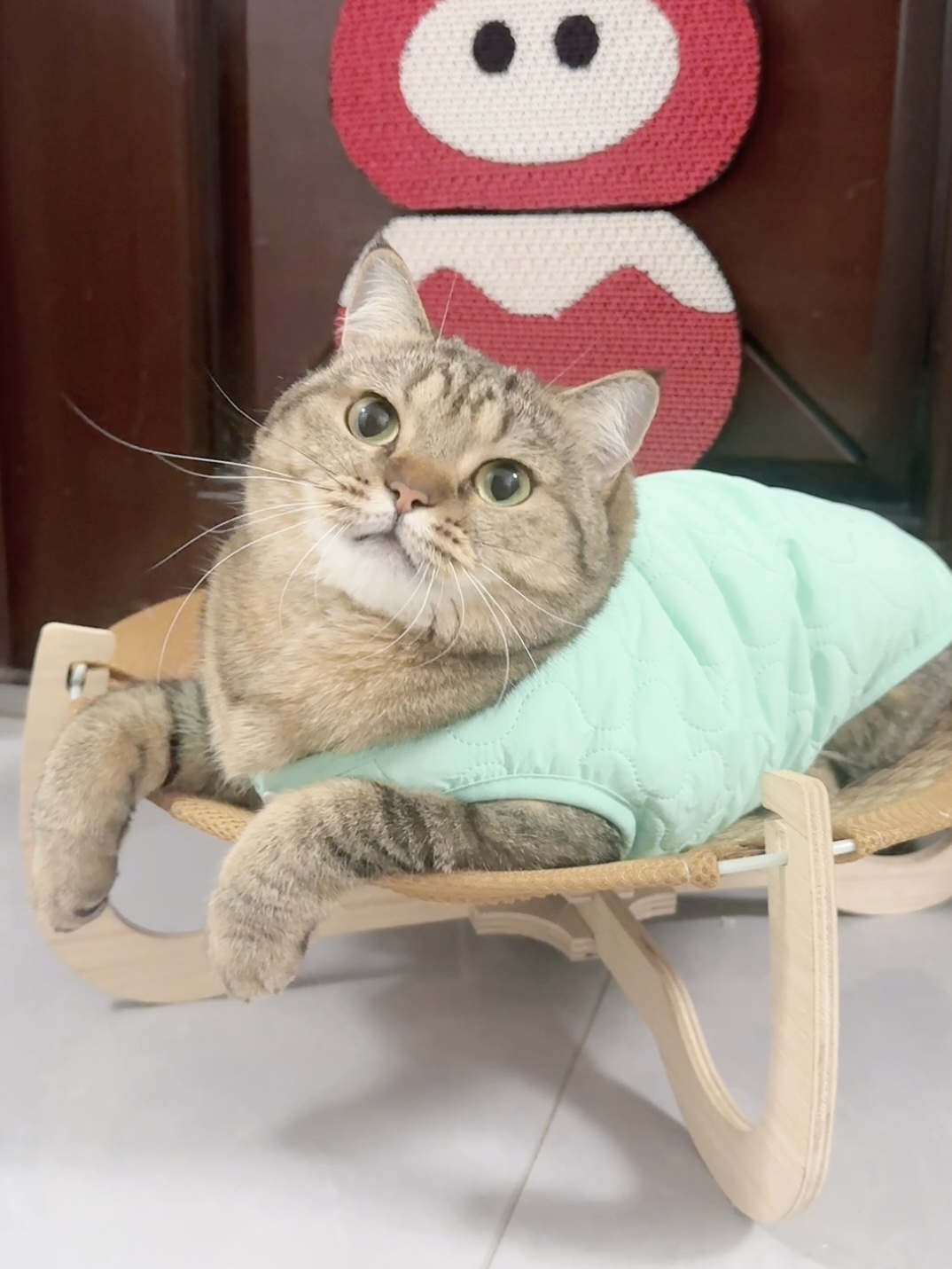 猫咪今日份补水💦日记