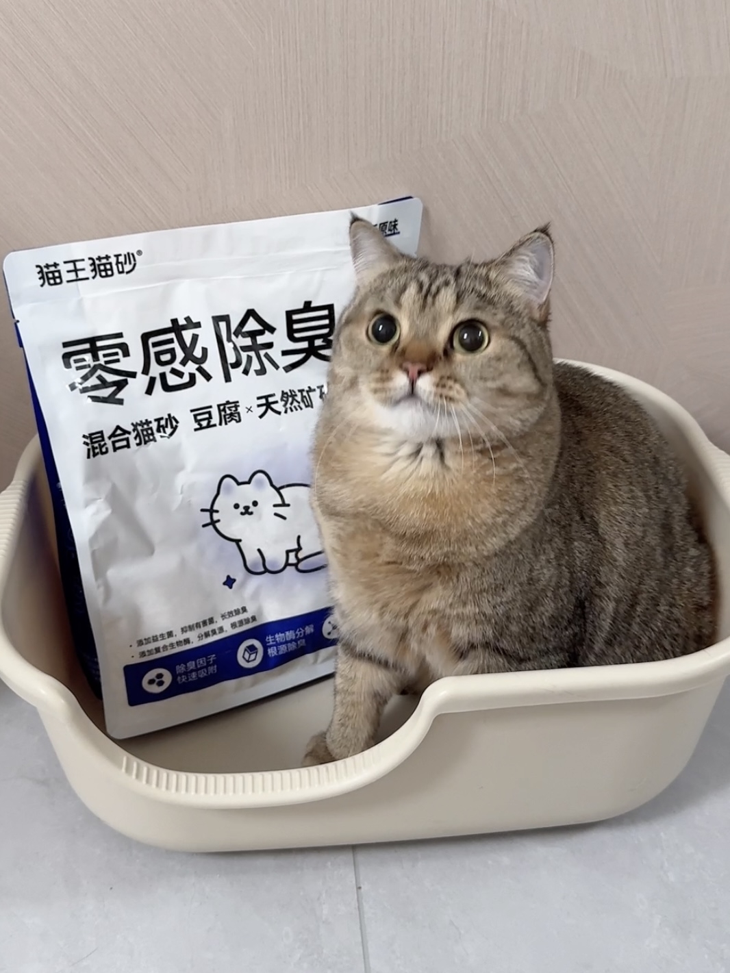 新猫砂不错