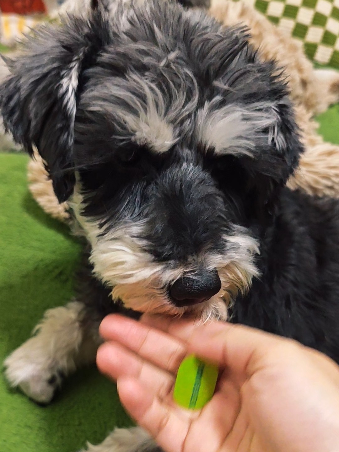 关注小狗健康，补充小狗营养