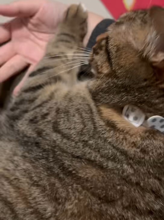 怎么还不让抱了呢29