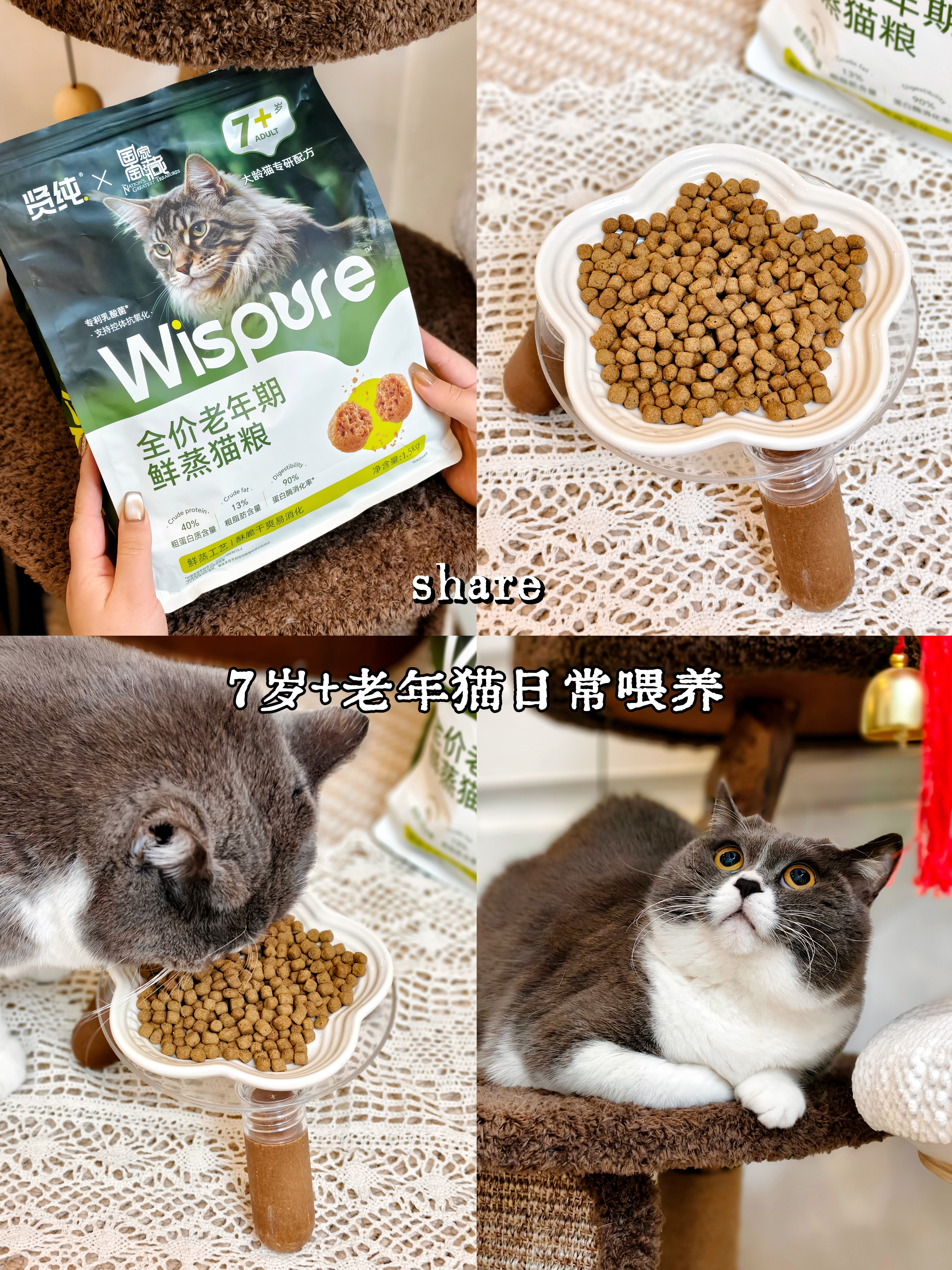 share·7岁老年猫日常喂养