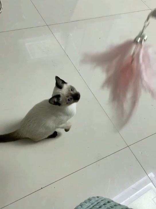 今天去朋友家了