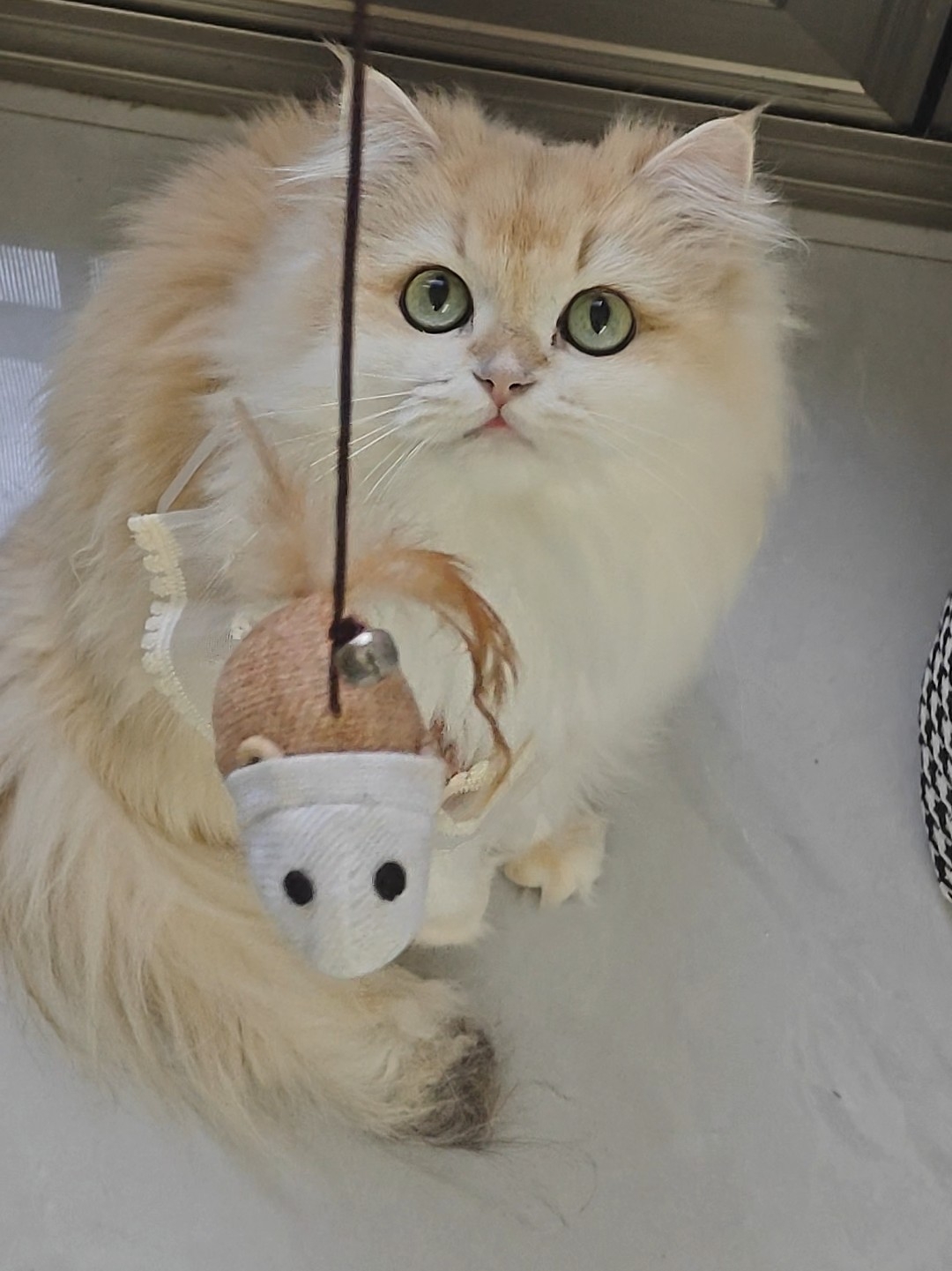 补卡4。在家玩什么