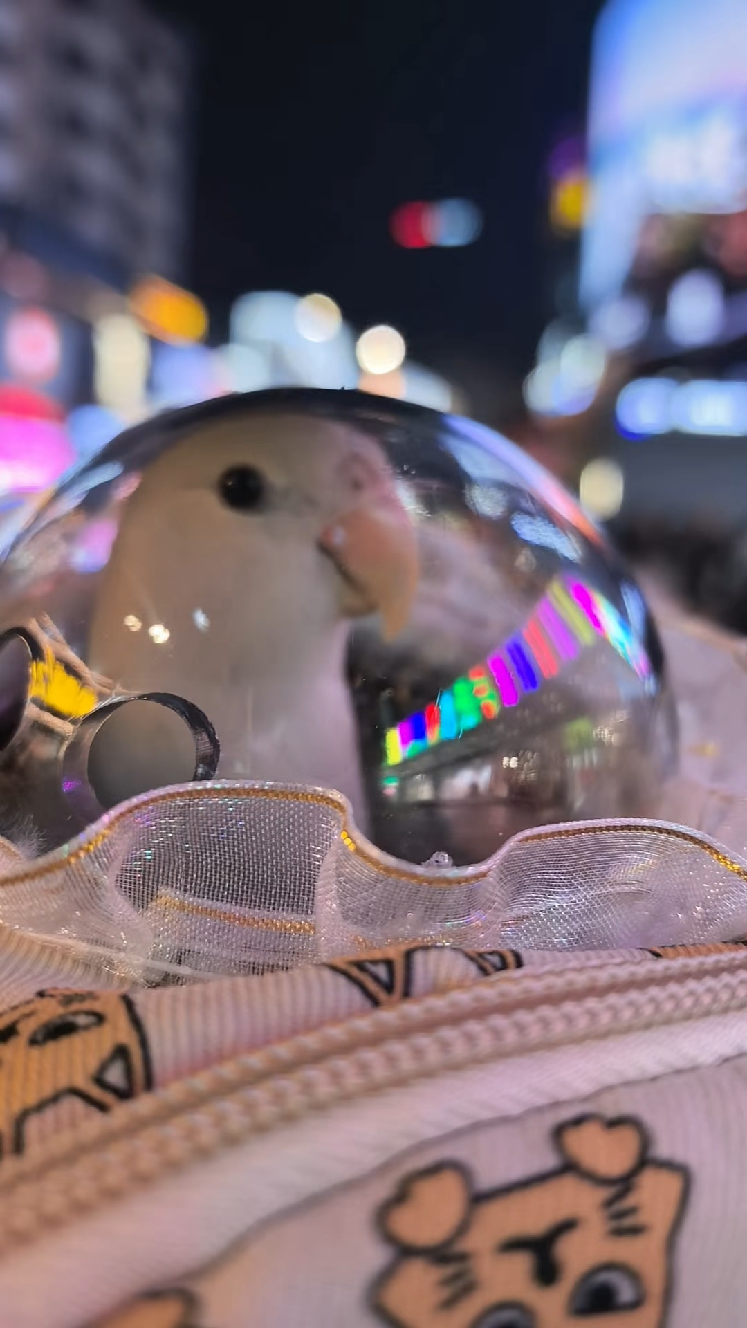 果然是风象妹妹鸟～就爱出门逛街！