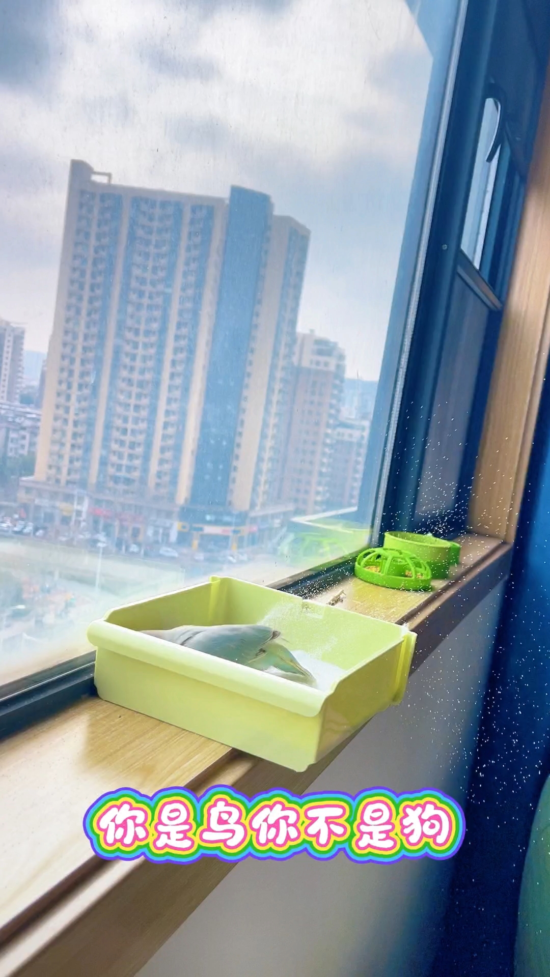 特么的！真是太皮鸟～