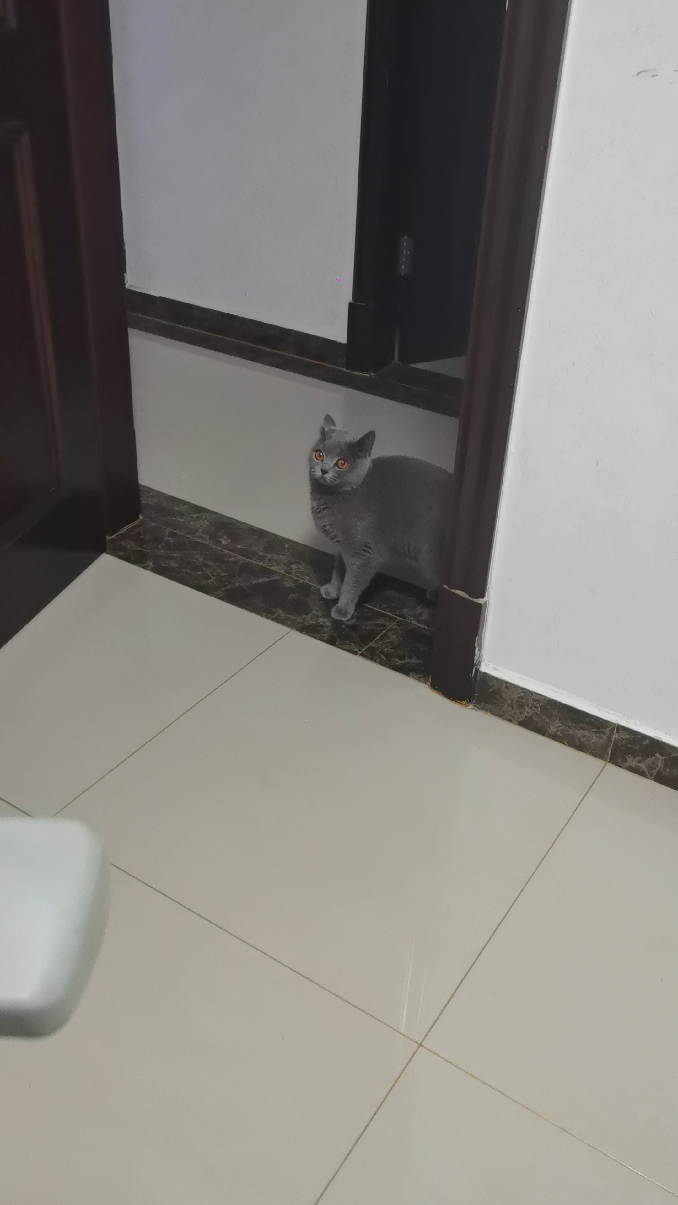 🐱猫猫好物分享——躲猫猫，才是终极快乐  要说我最想分享给猫咪的好物，不是玩具，而是一场永不落幕的躲猫猫游戏。  家里的一切角落都是它的游乐场——虚掩的柜门后、垂落的窗帘里、沙发深处的缝隙……它把自己藏进阴影，却总忍不住露出一截晃动的尾巴尖。我假装寻找，它屏住呼吸；我们对视的刹那，它炸着毛“嗖”地窜出，完成一场自导自演的胜利突袭。  这场游戏没有输赢。我得到的，是它狩猎时闪闪发光的眼睛，和成功后翘...