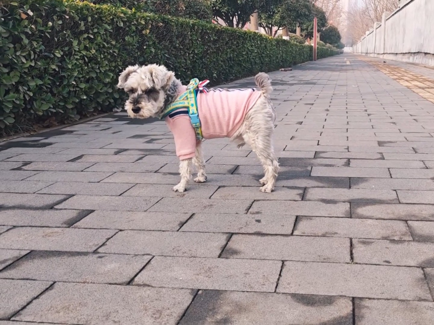 天很蓝，小狗出门了，景色很好