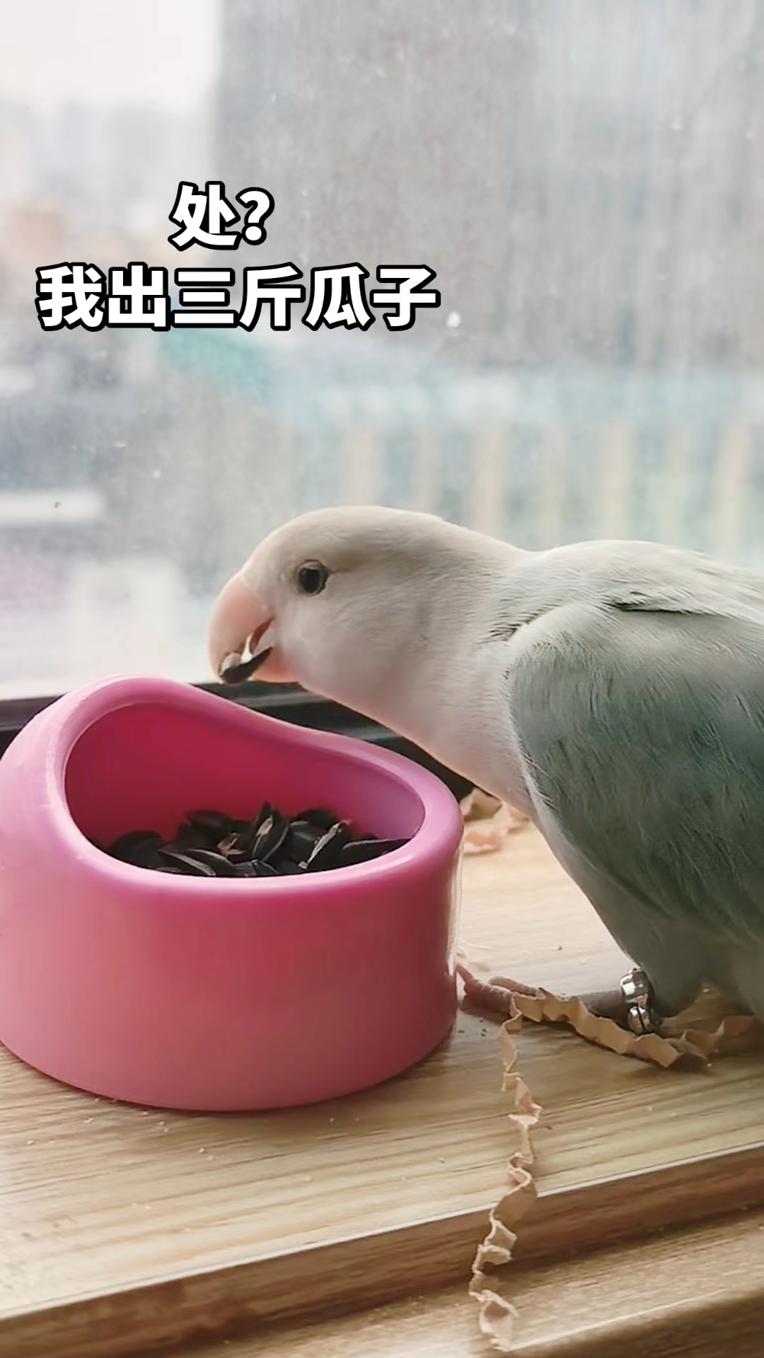 三斤瓜子嫁妆！我先磕了！