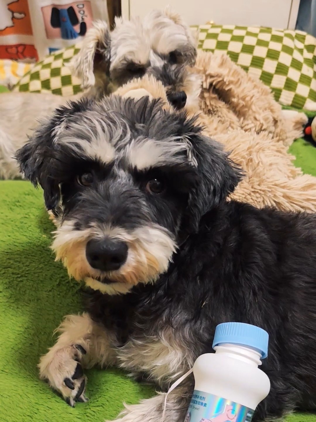 关节守护神器！MOVESEE鲨鱼软骨素拆箱太惊喜