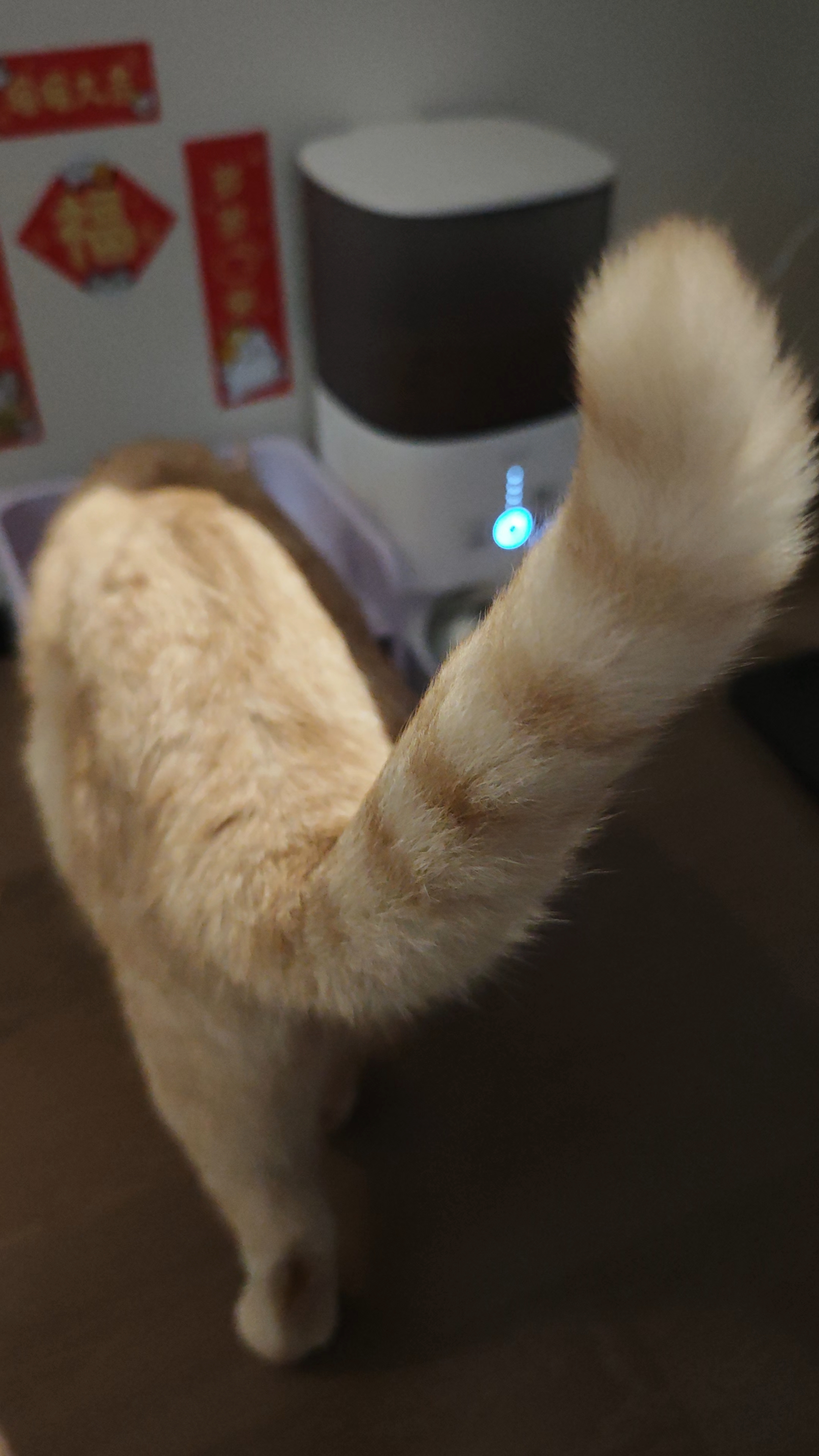 猫咪尾巴碰不得🤪