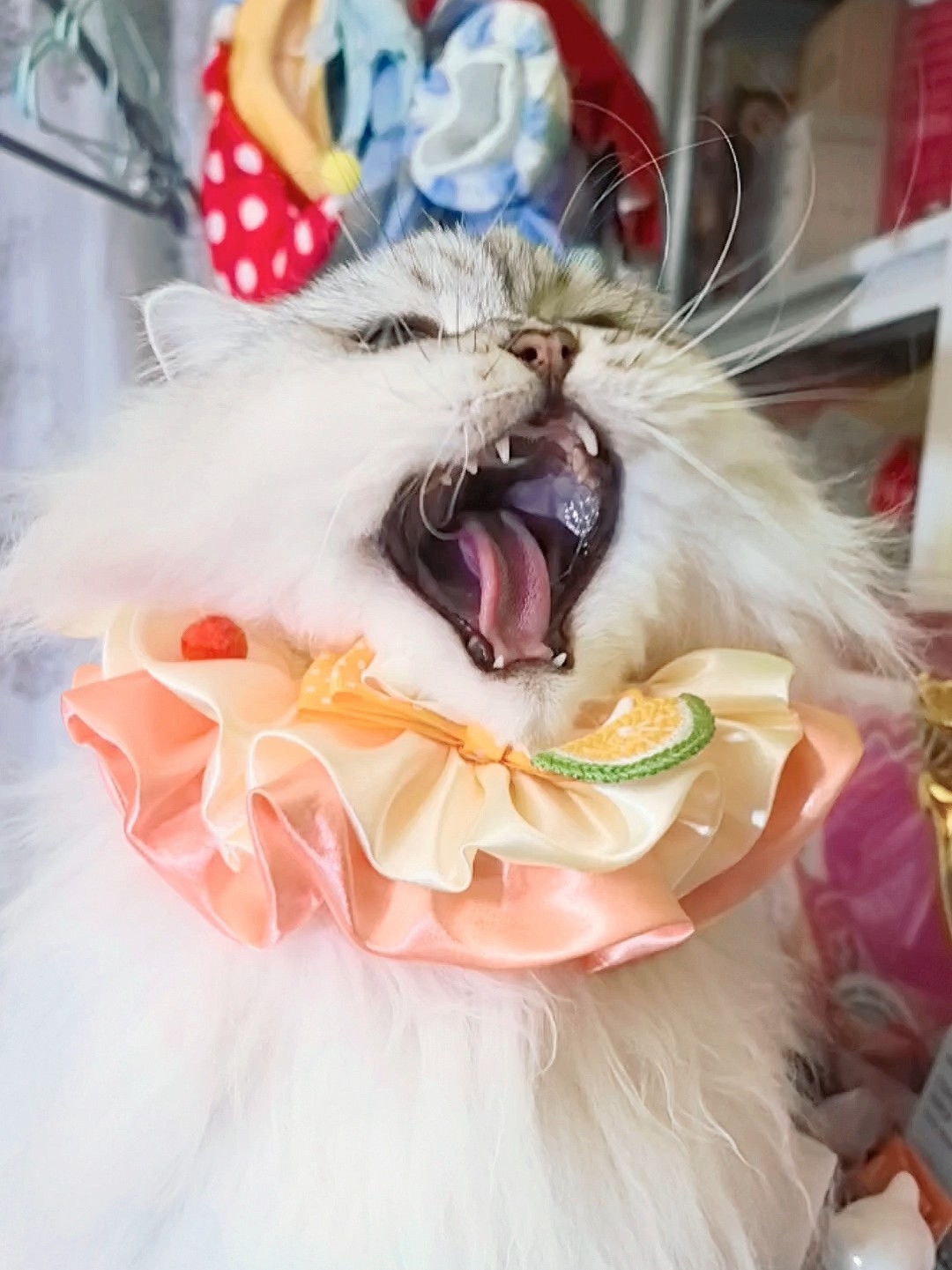 快来帮me选个围脖😘