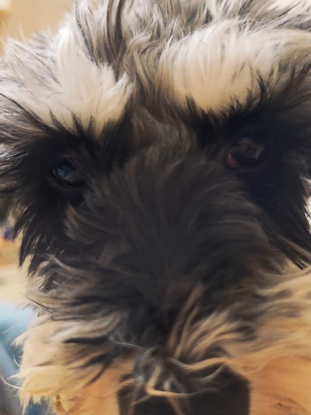 装睡，小狗扒拉我是想干啥