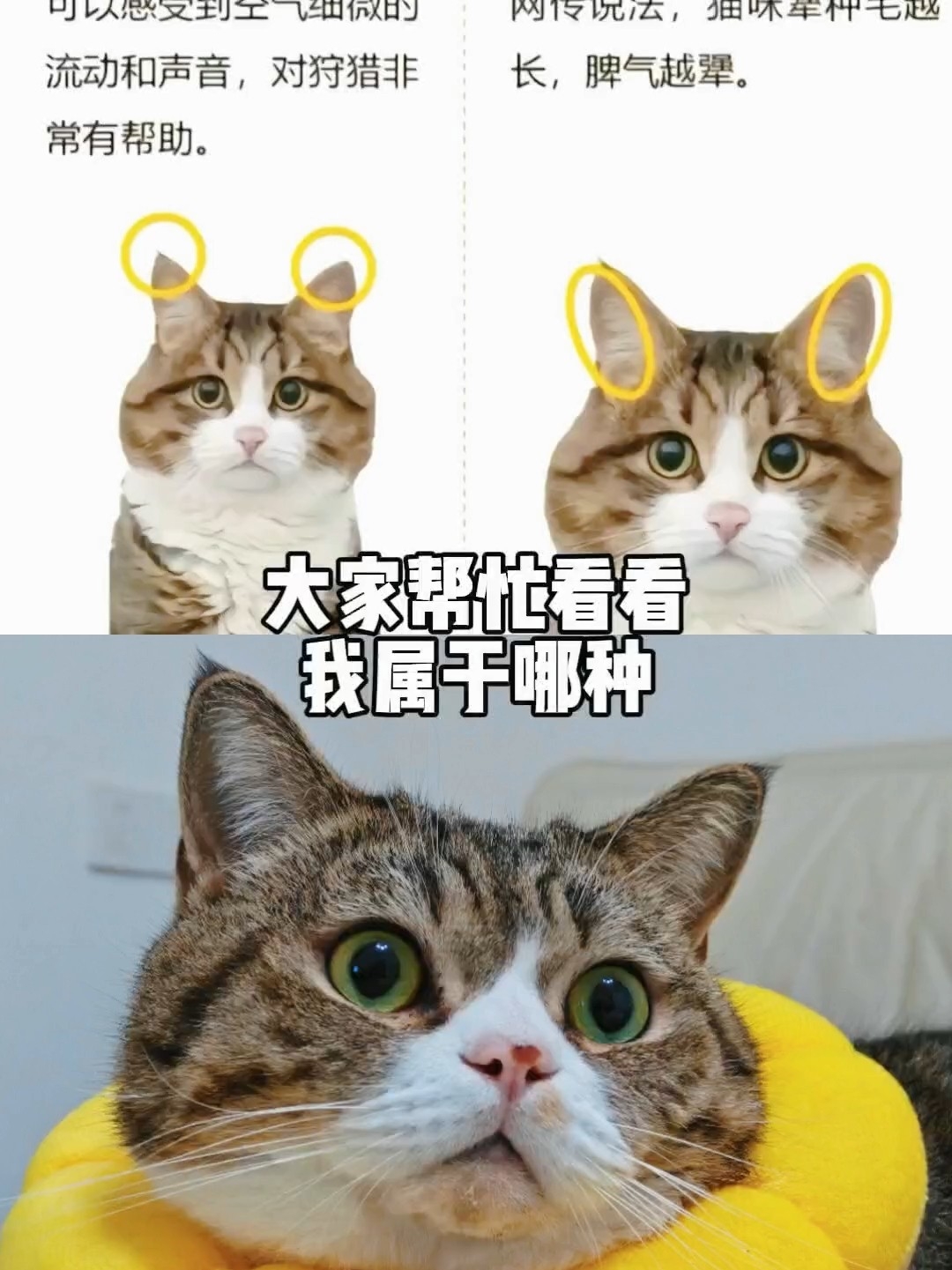 大家看看我家属于什么？