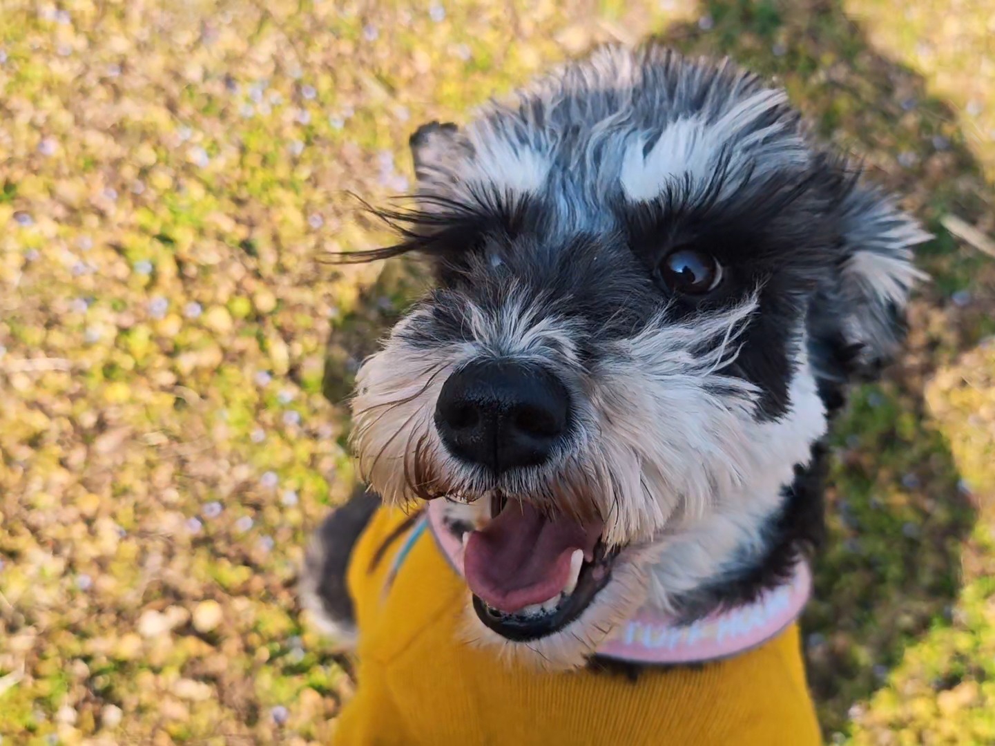 我家小狗，别家小狗怎么不一样