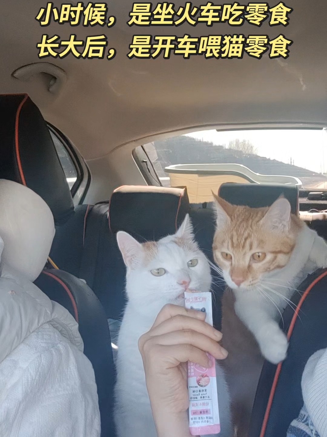 在我家小猫眼里，坐车就等于吃不完的猫条。不忍心毛孩子留守，带着三小只回家过年啦！