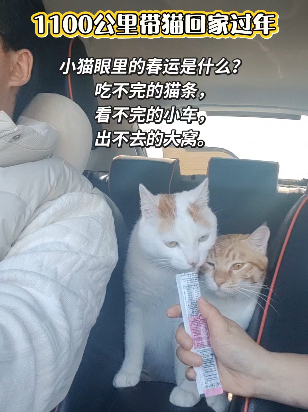 带毛孩子一起回家过年啦！春运长途在小猫眼里，就是坐了好长时间的笼子，吃了好多好吃的猫条。