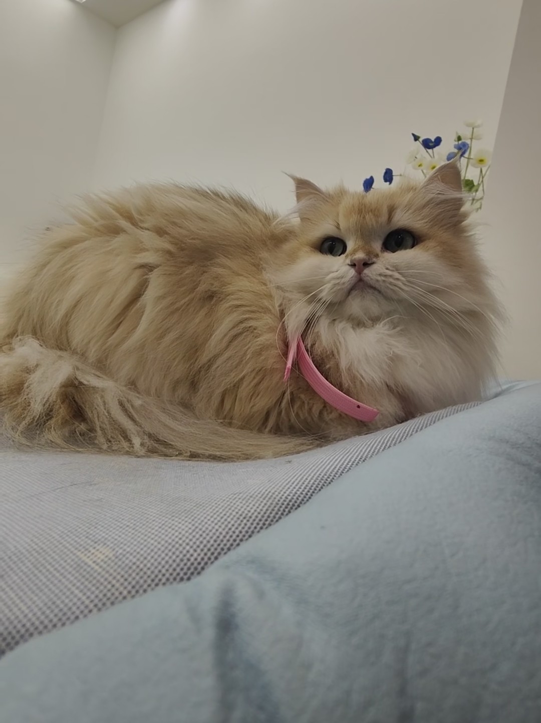 小猫咪总有自己的想法