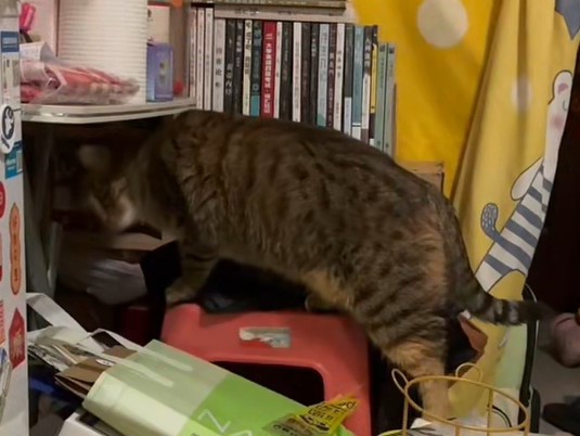 小猫咪拆家中10