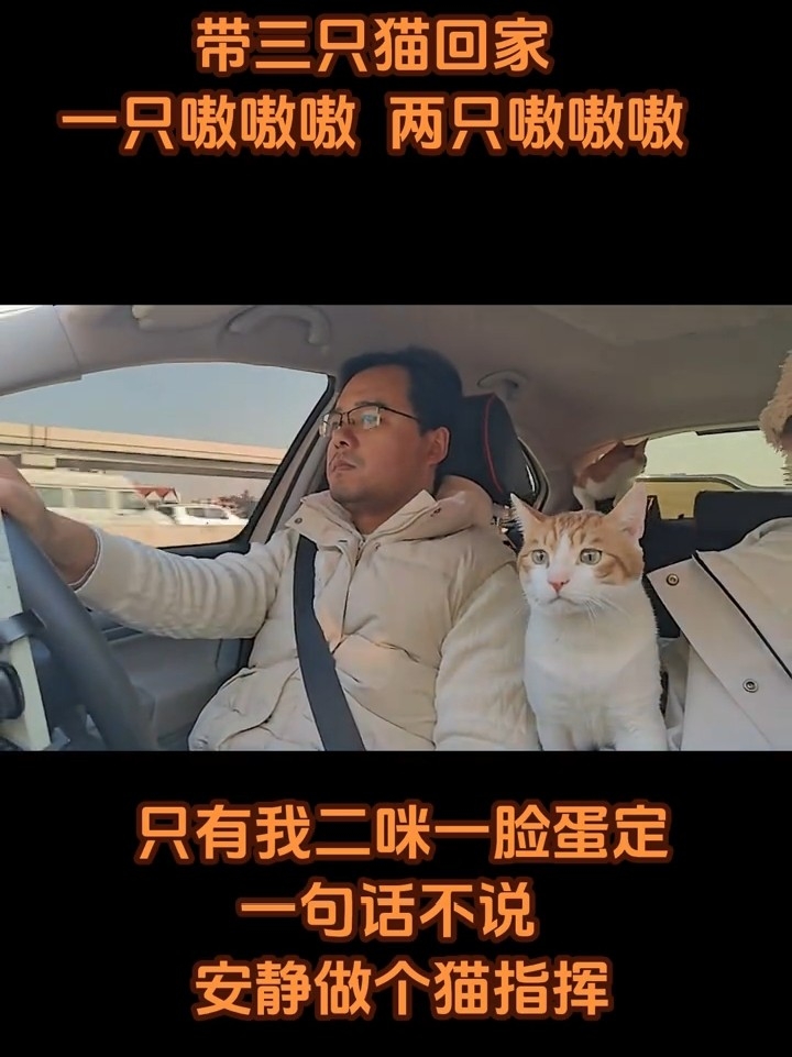 带三只猫回家，只有我王二咪淡定