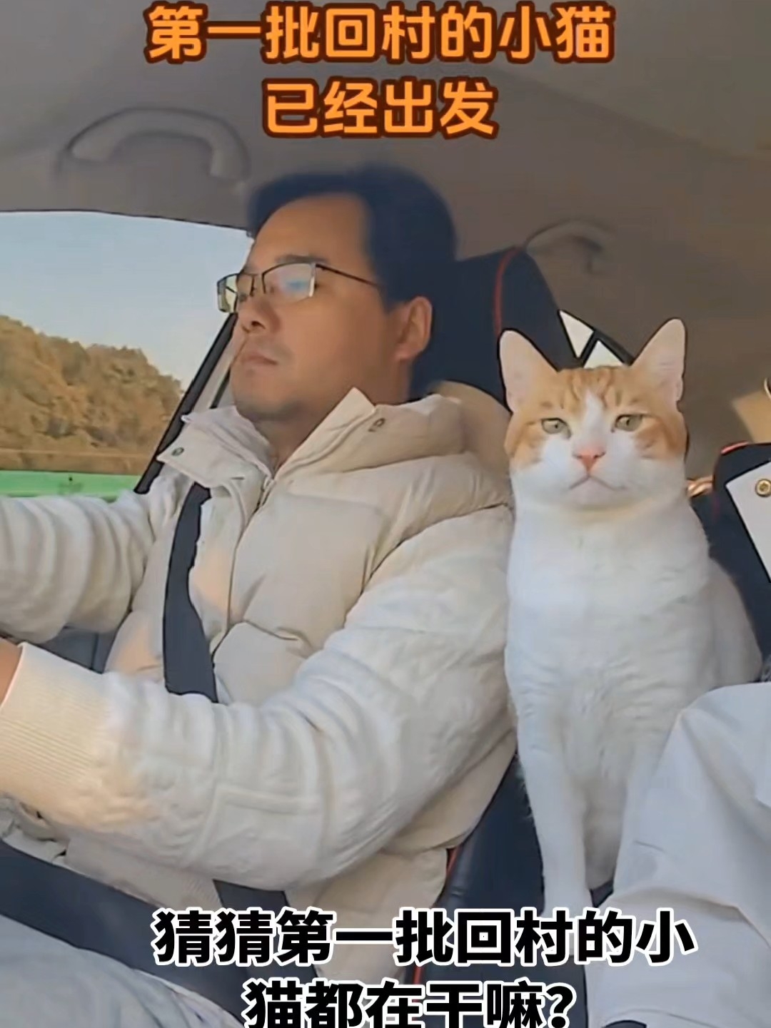 第一批回村的小猫：回村前，霸气侧漏；回村后，我猫呢？