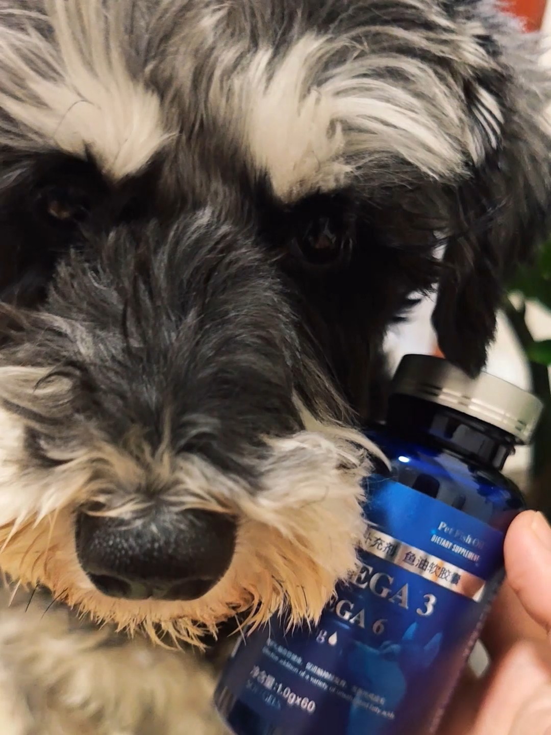 绝魅蓝瓶鱼油｜黑雪纳瑞美毛真的可冲✨