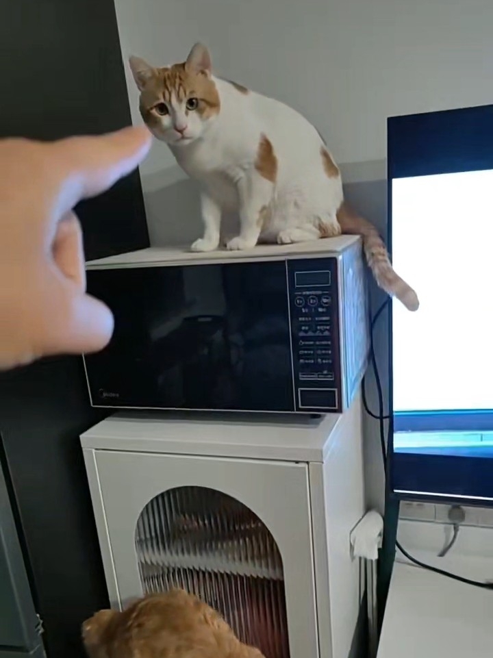 我家小猫王二咪没有猫德，喜欢抢别的猫碗里的饭吃。一天天太会整活了！