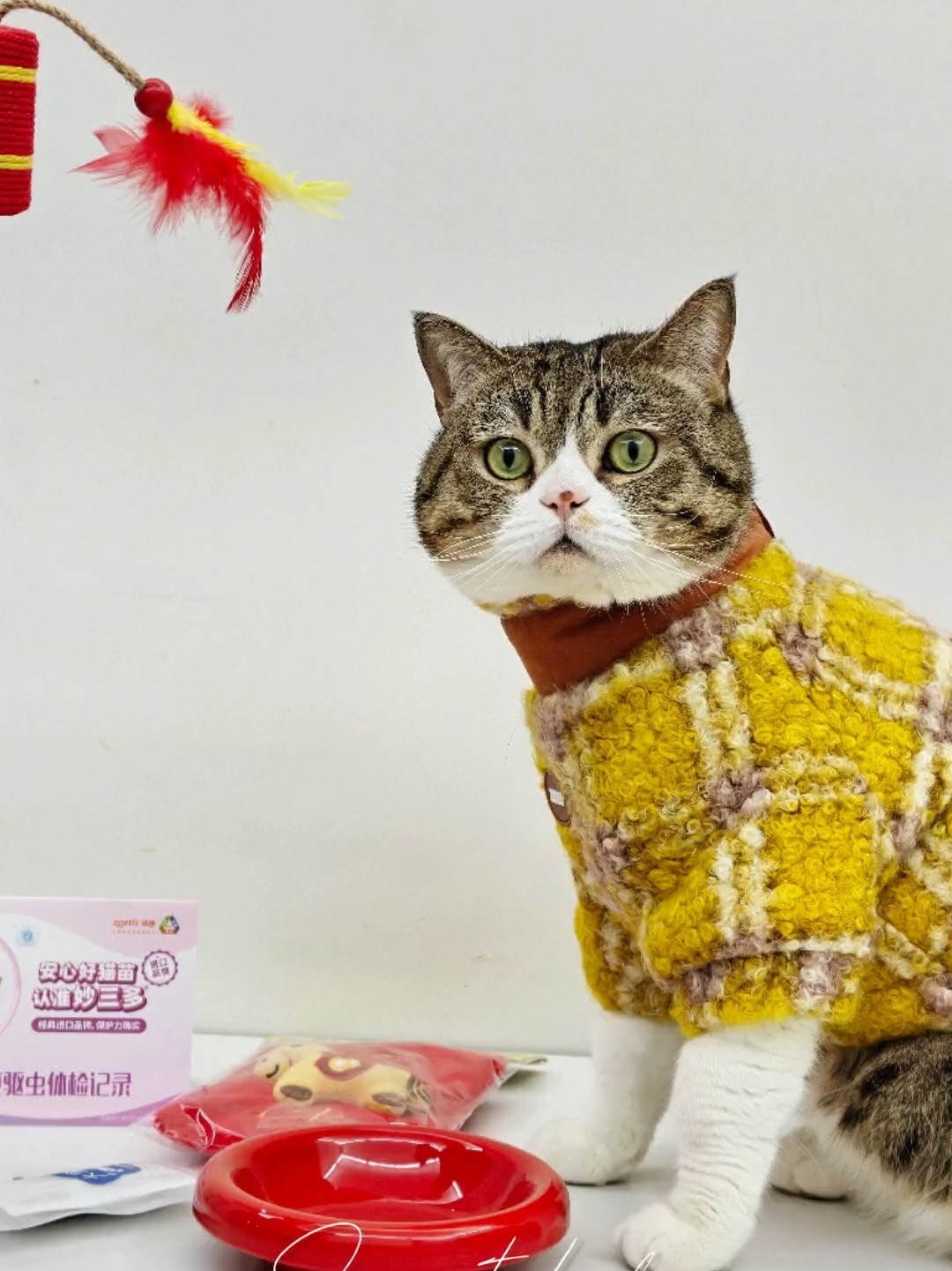 春节带毛孩子回家，你准备好了么？