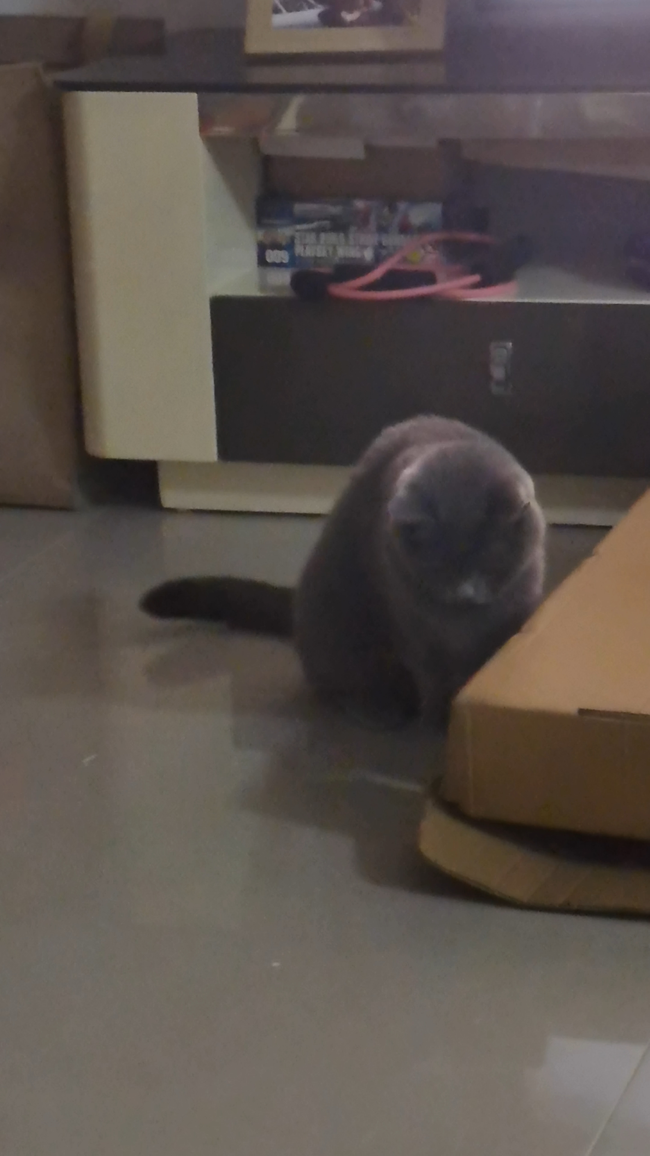 这根白色绳子，荣升我家猫主子的新晋白月光！  起初只是随手放在沙发上的快递打包绳，没想到它一见到就两眼放光。白色绳身柔软却有型，猫咪叼着满屋跑，活像只小狮子捕获猎物。丢出去它会火速叼回，甩起来能原地旋转360度扑咬，一根绳子愣是玩出了千军万马的气势。  最惊喜的是安全设计——绳体是纯棉材质，怎么咬都不掉絮，两端做了防散开处理，不用担心误食。玩累了它就抱着绳子踩奶，白色绒毛混着猫毛缠在一起，画面又好...