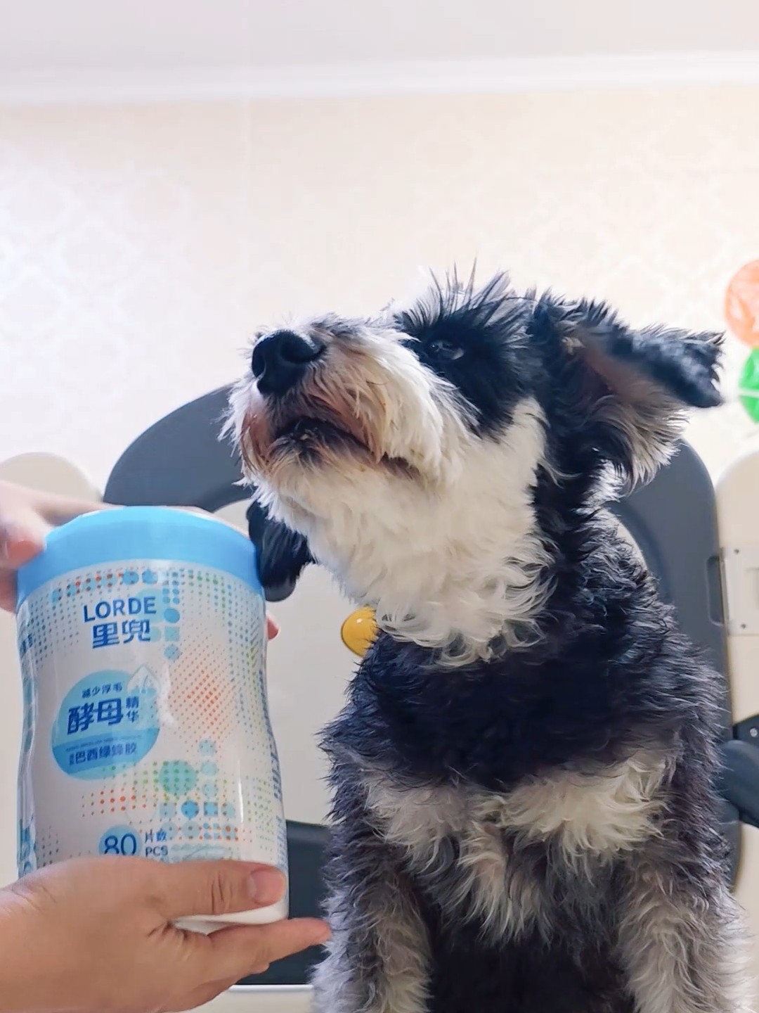 里兜宠物湿巾｜又爱又恨！养宠人真实测评