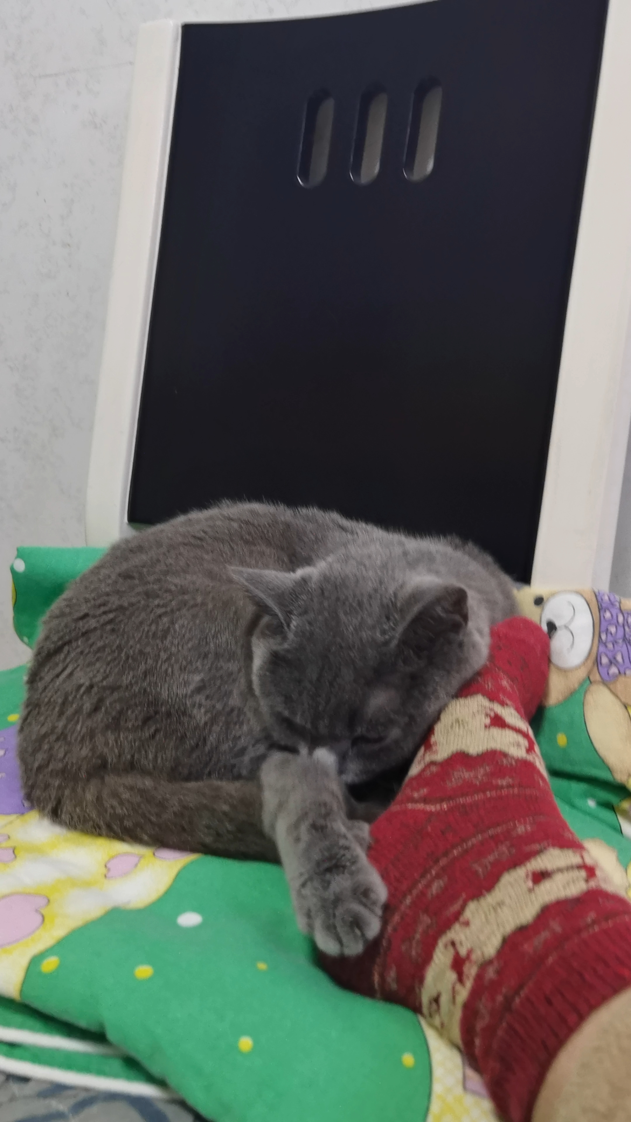 妹猪睡觉发梦💤