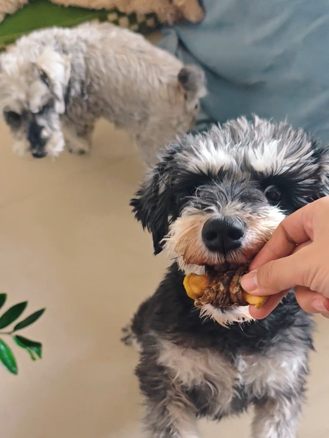 小狗喂了吃的能有多拼啊