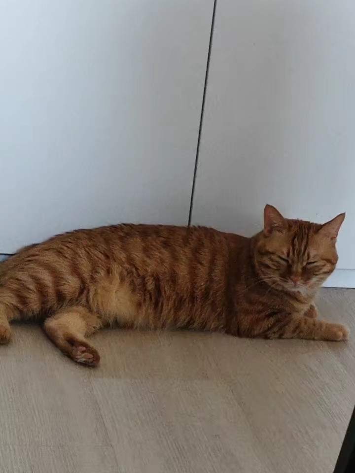 哈哈哈哈嘎嘎骂鸟