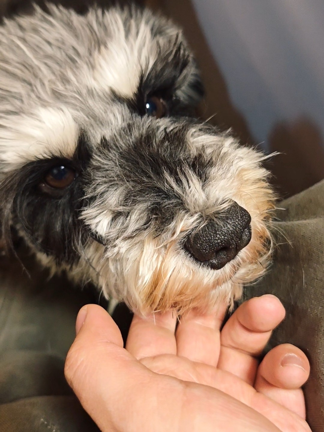 每天一只可爱小狗来啦