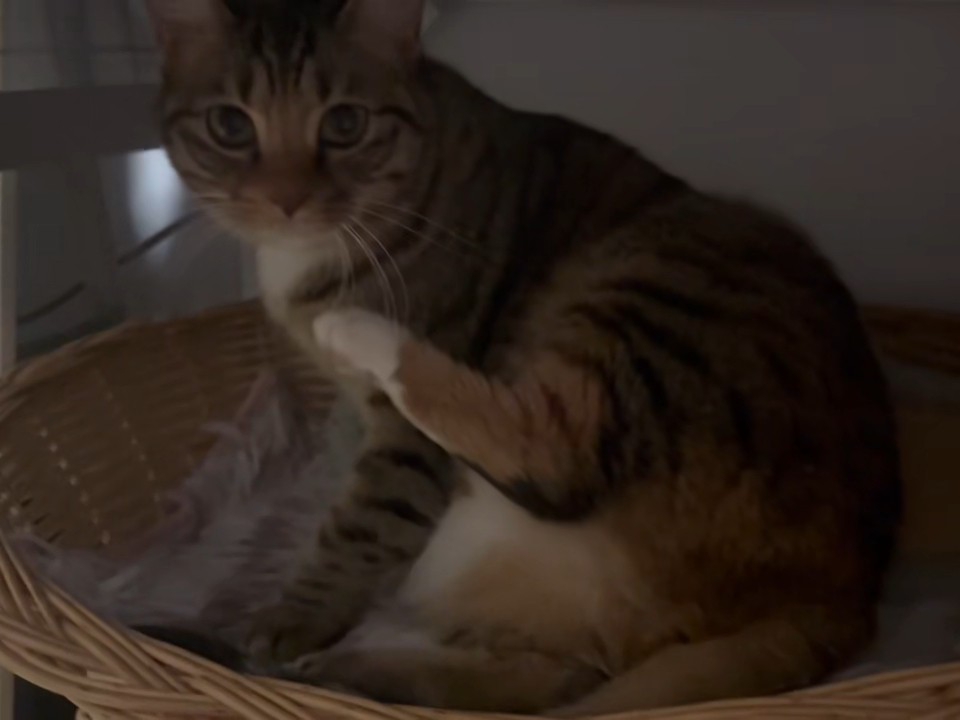 小梨花害羞啦14