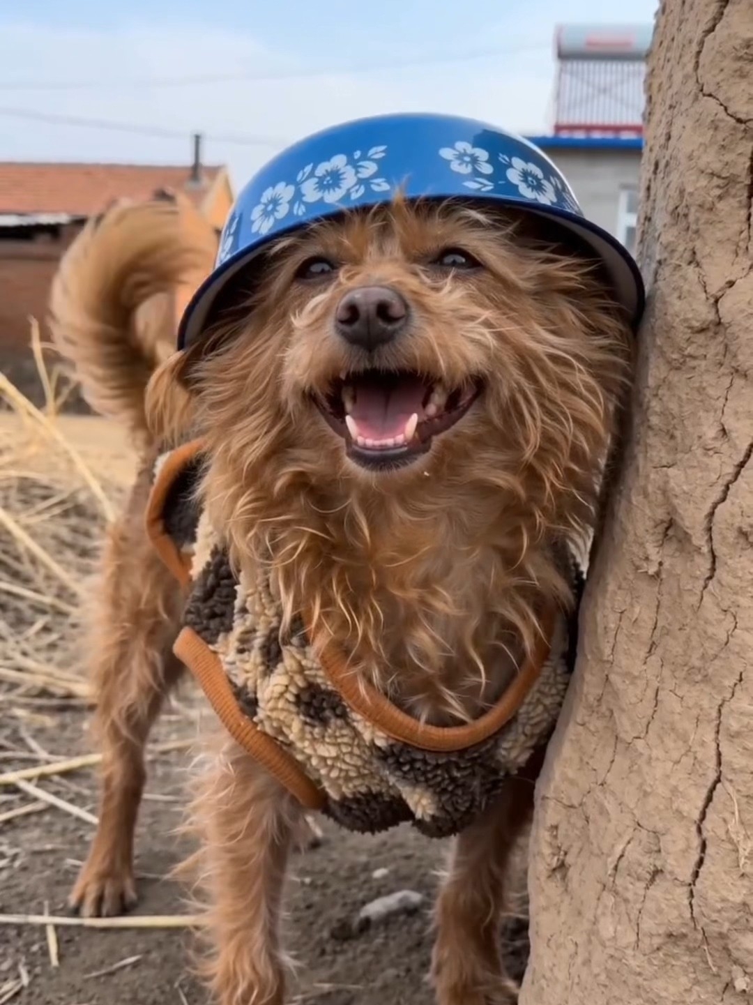 新年放炮“炸狗碗”