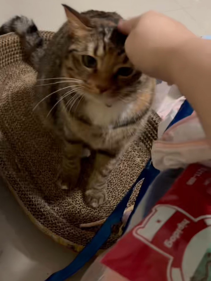 小宝新年快乐我的小猫17